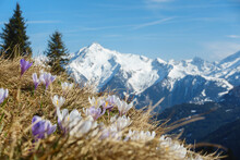 Krokusblüte Im Frühjahr Im Zillertal In Tirol Österreich