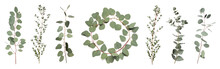 Eucalyptus Branches With Fresh Leaves On White Background, Collage. Banner Design