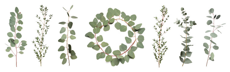 Eucalyptus branches with fresh leaves on white background, collage. Banner design