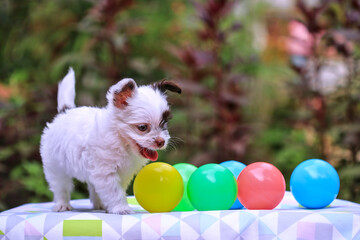 Wall Mural - little dog with plastic ball