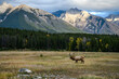 Wild Elk or also known as Wapiti (Cervus canadensis) in Jasper National Park, Alberta, Canada