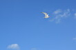 Gaviota volando en el cielo azul y el mar