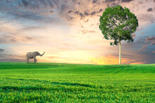 An Elephant Walks Alone In The Meadow. Forest Conservation Concept For Elephants