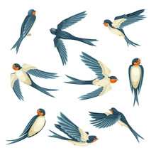 Swallow Or Martin Passerine Bird With Long Tail And Pointed Wings Flying And Gliding Vector Set