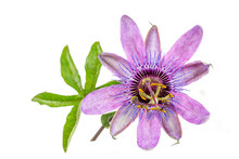 Close Up Of A Purple Passionflower Flower Isolated On A White.