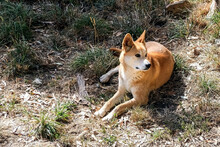 Wild Dog Dingo In Australia Resting In The Shadow Of The Tree On A Sunny Day