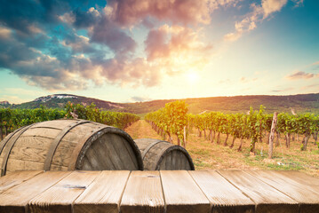 Ripe wine grapes on vines in Tuscany, Italy. Picturesque wine farm, vineyard. Sunset warm light