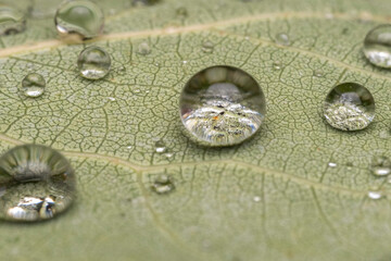 Sticker - Big beautiful drops of clear rainwater on a green macro leaf. Dew drops in the morning glows in the sun. Beautiful texture of leaves in nature. Natural background