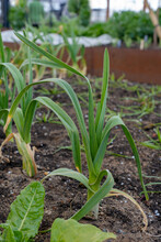 An Elephant Garlic Plant Growing In A Garden. Close-up. Selective Focus.
