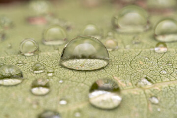 Sticker - Big beautiful drops of clear rainwater on a green macro leaf. Dew drops in the morning glows in the sun. Beautiful texture of leaves in nature. Natural background