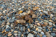 Steine - Kieselsteine am Strand