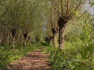 Wall Mural - Hiking trail with rows of pollard willows in the Flemish countryside