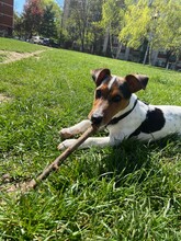The Puppy Of A Jack Russell Bears A Stick. Jack Russell Lies In The Grass.