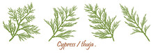 Green Cypress Branch With Cones. Cypress Twig With Growing Cones Isolated On White Background. Cupressus