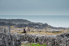 Couple Of Cute Donkey On A Rough Stone Surface. Inishmore, Aran Island, Ireland. Tough Stone Terrain, Popular Travel Area With Scenic View