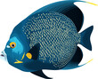 vector tropical French angelfish illustration