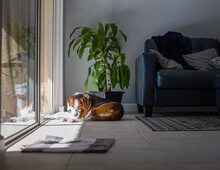 A Beagle Hound Mixed Breed Dog Is Falling Asleep Sunbathing By A Large Sliding Glass Door. The Adorable Dog Is Sleeping In A Modern Design Interior With Tile Flooring Leather Sofa And Green Plant.