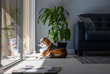 A Beagle Hound Mixed Breed Dog Is Relaxing And Sunbathing By A Large Sliding Glass Door. The Adorable Dog Is Laying On A Tile Floor In A Modern Design With A Leather Sofa And Live Green Plant