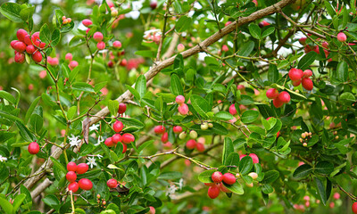 Wall Mural - Fresh Carunda on tree  background