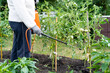 a woman treats tomato plants from harmful dew precipitation and from pests, wireworm and Colorado potato beetle, plant protection with a sprayer