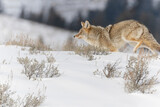 Fototapeta  - Furry Yellowstone National park Coyote in the snow