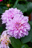 Fototapeta  - Big blooming purple chrysanthemums for sale in the flower market
