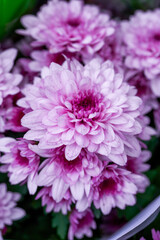 Wall Mural - Big blooming purple chrysanthemums for sale in the flower market