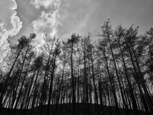 Burnt Trees And Sky Background