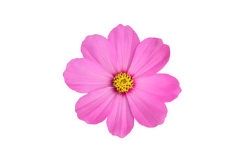 Wall Mural - isolated pink and purple cosmos flower with clipping paths.