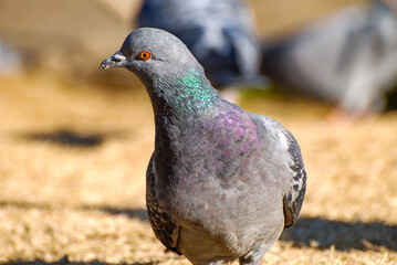 close up of a pigeon 2