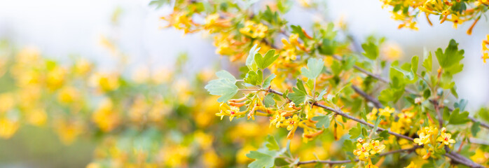 Wall Mural - White flowers on trees with copy space. Branches of a blossoming tree, pure natural spring background