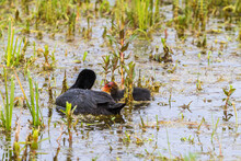 Coot Swimming With A Chick In The Water