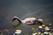 Cygnets Baby Swan Swimming Isolated