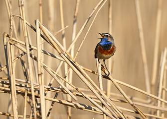 Sticker - Bluethroat bird close up ( Luscinia svecica )