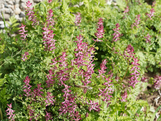 Wall Mural - Fumeterre officinale ou fumaria officinalis, plante herbacée sauvage et envahissante aux fleurs dressées rose à violette sur tiges au feuillage linéaire, pennatiséqué et découpé