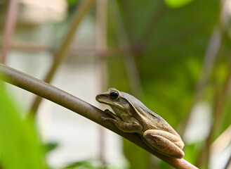 Wall Mural - Polypedates maculatus, the common Indian tree frog Indian tree frog is a common species of tree frog found in South Asia