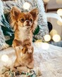 chihuahua in a christmas hat