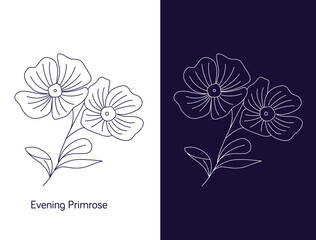 Sticker - line art of evening primrose flower illustration. Vector flower isolated on white. Oenothera speciosa is a species of evening primrose.