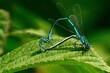 Libellen: Paarungsrad der Gebänderten Prachtlibelle (Calopteryx splendens), Banded demoiselle.