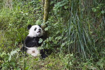 Wall Mural - Two years aged young giant Panda (Ailuropoda melanoleuca), Chengdu, Sichuan, China