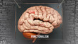 Functionalism in human brain - dozens of important terms describing Functionalism properties painted over the brain cortex to symbolize Functionalism connection with the mind., 3d illustration