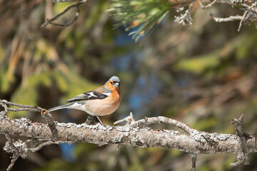 Poster - finche on a branch in wild