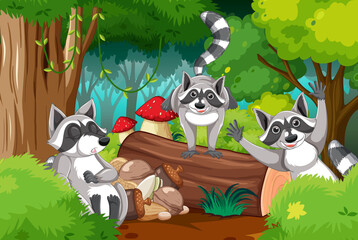 Poster - Forest scene wtih three raccoons on the log