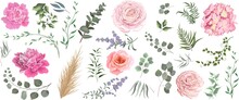Vector Grass And Flower Set. Eucalyptus, Different Plants And Leaves, Lavender, Pink Roses, Hydrangea, Peonies, Ranunculus, Dry Wood. 
