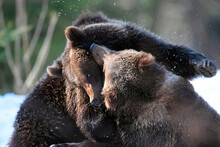 Brown Bear Cub Playing Into The Woods In A Very Beautiful And Sunny Day Of Winter