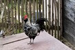 Ein stolzer Hahn , zugehörig zur Rasse der Thüringer Barthühner