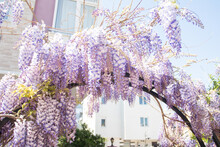 Wisteria Blooming Flowering Will Decorate The Arch At The Entrance Of The House