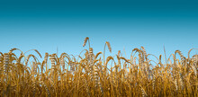 Banner With Beautiful Farm Landscape Of Wheat Yellow Crops In Late Summer With Deep Blue Gradient Sky At Sunny Day With Copy Space. Concept Of Food Industry And Agriculture.