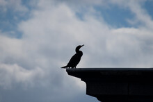 Black Silhouette Of Cormorant Sitting On The Edge Of A Building Near The Water With Copy Space