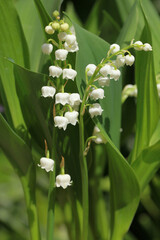 Sticker - Brins de muguet avec feuilles